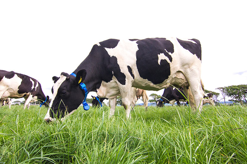 Moo Monitor +